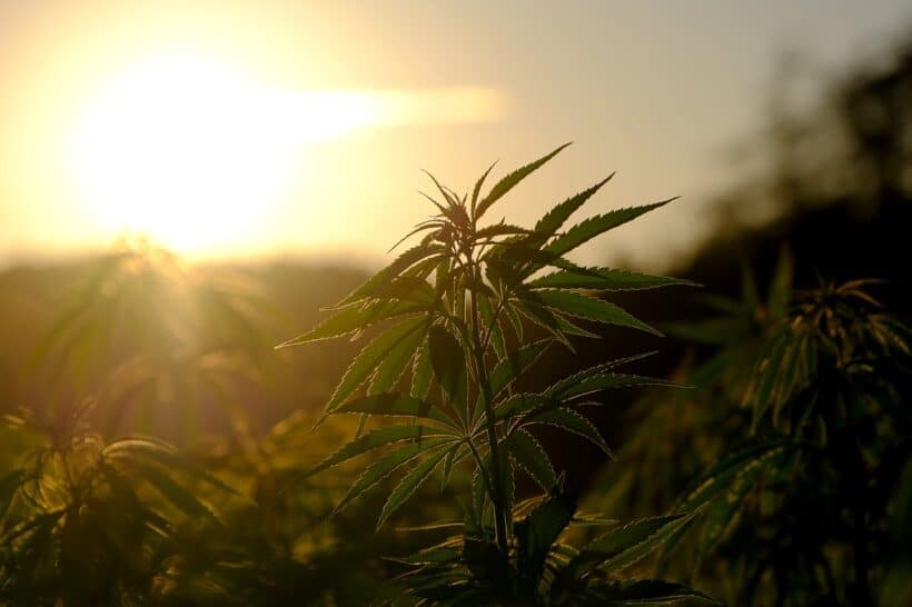 Das Bild zeigt eine Nahaufnahme einer Cannabispflanze im Vordergrund, die von der untergehenden Sonne im Hintergrund beleuchtet wird. Die Sonnenstrahlen erzeugen einen warmen, goldenen Schimmer auf den gezackten Blättern der Pflanze. Der Himmel ist in einem weichen Gelbton, der die Konturen der Pflanze betont. Diese Aufnahme symbolisiert Themen wie Cannabis-Marketing, CBD-Promotion und könnte im Kontext von SEO-Strategien und Social Media für die Vermarktung im Bereich der Cannabis-Produkte genutzt werden.