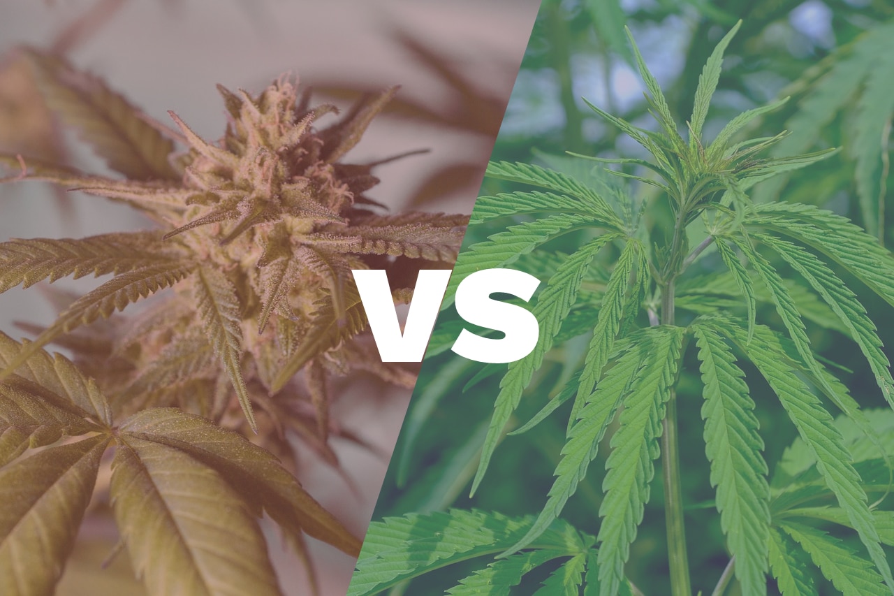 Das Bild ist in zwei Hälften unterteilt. Auf der linken Seite sieht man eine Nahaufnahme einer blühenden Cannabis-Pflanze mit rötlich-braunen Blüten und dicht bepackten Knospen. Auf der rechten Seite ist ein lebendiges, grünes Cannabisblatt auf einem Stängel zu sehen. In der Mitte des Bildes steht das Wort "VS" in großen weißen Buchstaben, was auf einen Vergleich hinweist. Dieses Bild könnte auf der Website einer Full-Service-Cannabis-Marketing-Agentur wie 420MKT verwendet werden, um Themen wie CBD, Cannabis-Produktion und Marketing-Strategien, einschließlich SEO, Social Media und Zahlungsoptionen, zu illustrieren.
