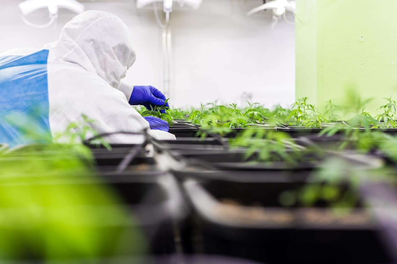 Cannabis medizinische Anwendungen